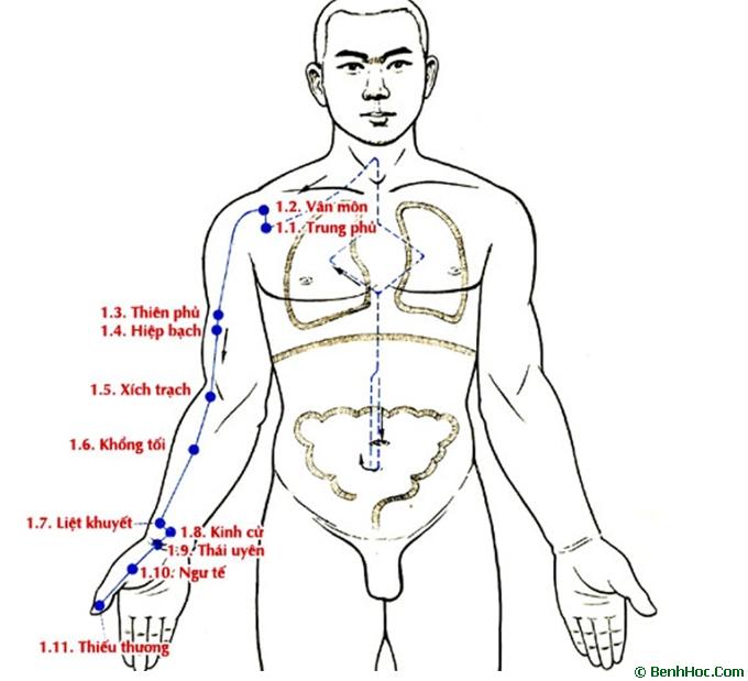Kinh Thủ thái âm Phế ( Mười hai kinh mạch