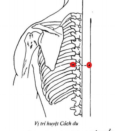 Vị trí huyệt Cách du