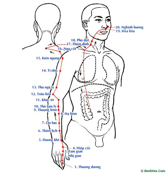 Thủ dương minh đại trường kinh - Mười hai kinh mạch