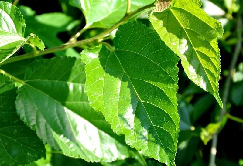 11 Tác dụng của lá dâu tằm theo Đông Tây y