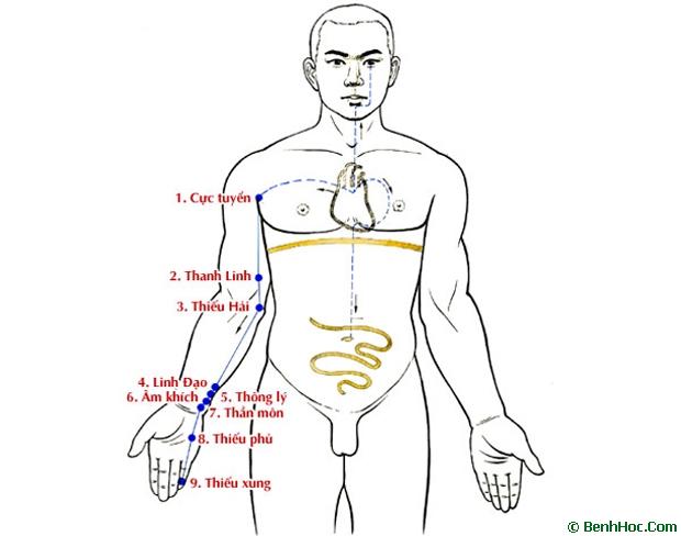 Kinh Thủ Thiếu âm Tâm