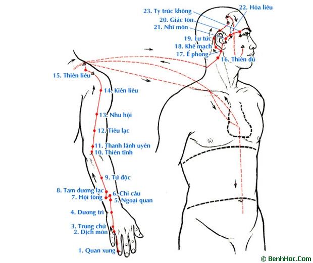 
Kinh Thủ Thiếu dương Tam tiêu 
