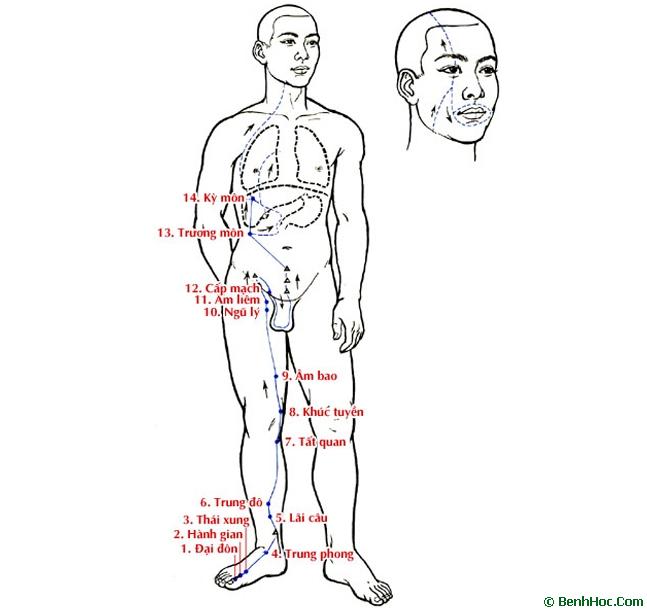 Kinh Túc Quyết âm Can 