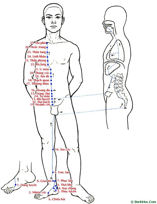 Túc thiếu âm thận kinh
