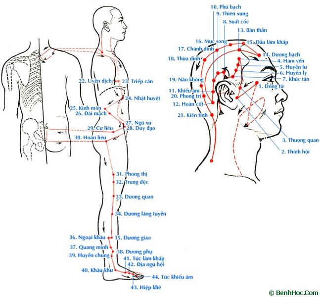 Kinh Túc Thiếu dương Đởm