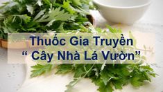 Thuốc Gia Truyền Cây Nhà Lá Vườn pdf