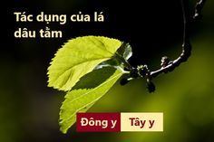 Tác dụng của lá dâu tằm