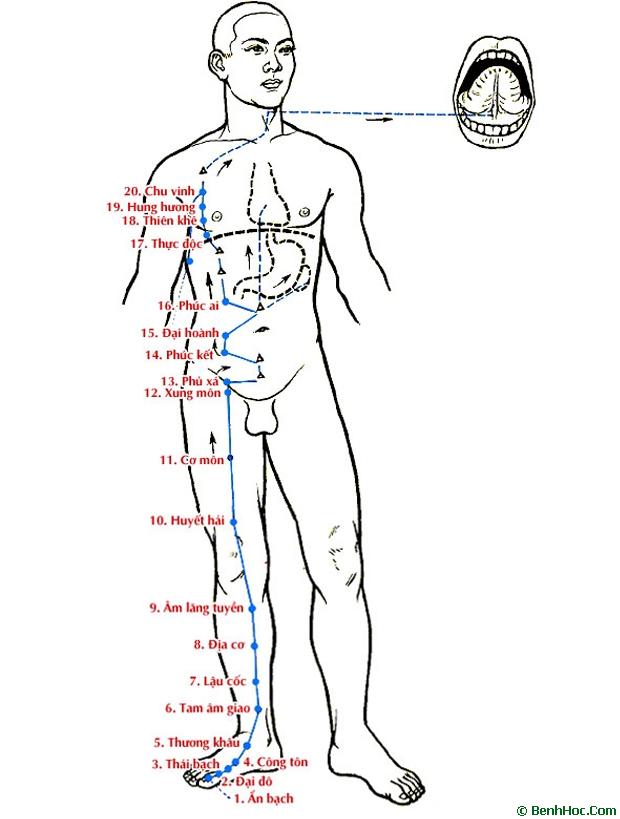 Túc thái âm tỳ