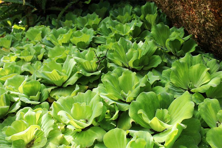 Vị thuốc Phù bình trong Đông y