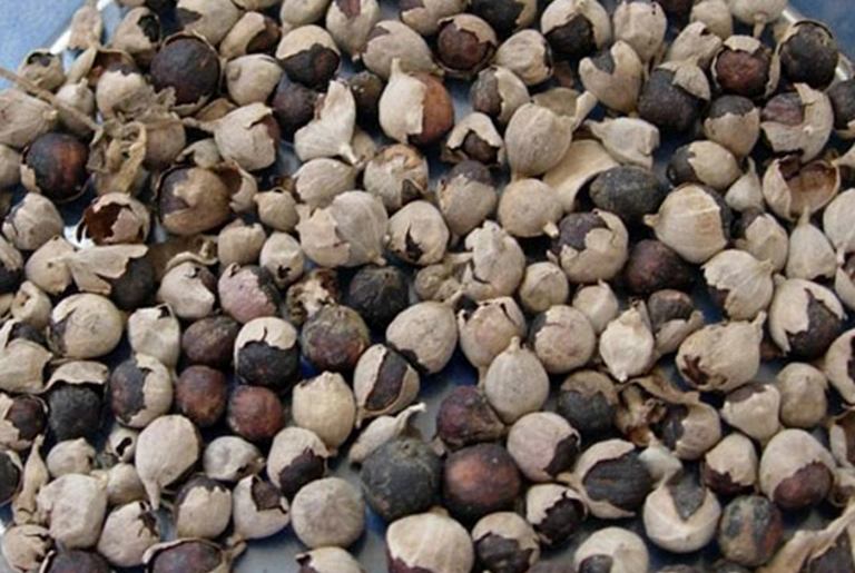 Tác dụng của vị thuốc Mạn kinh tử