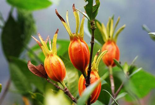 vị thuốc chi tử Tả thấp nhiệt tam tiêu